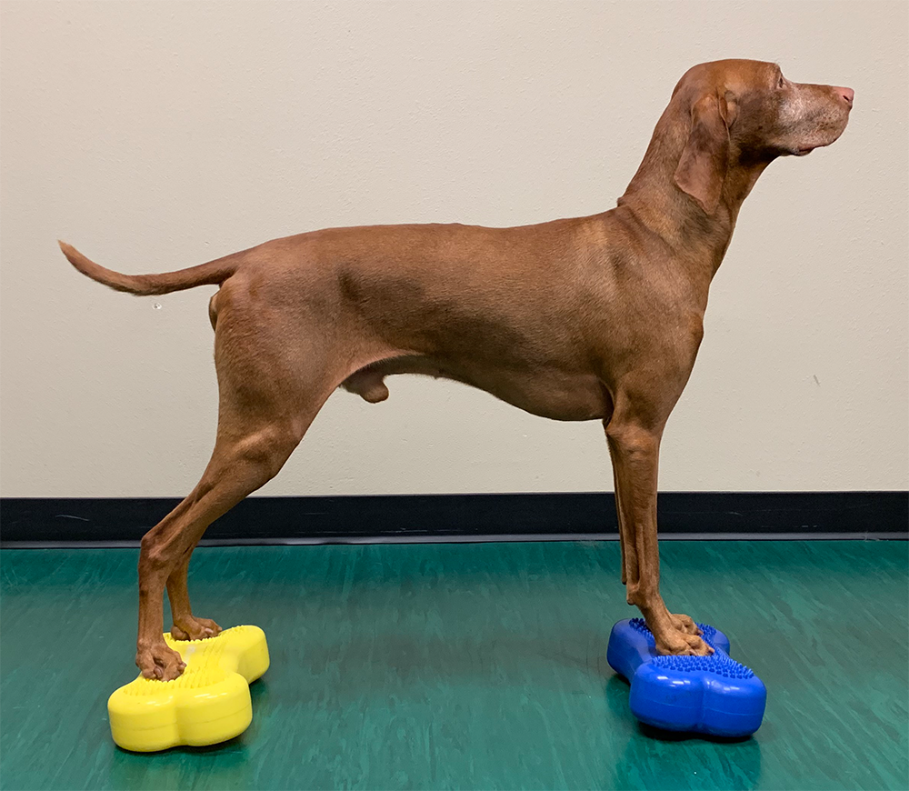 Mini K9FITbone