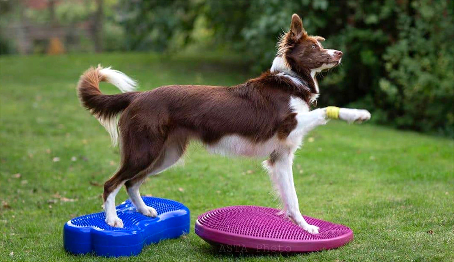Balance Disc