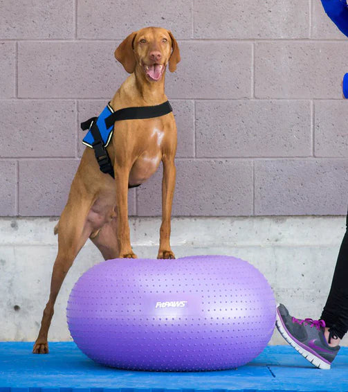 FitPAWS Trax Donut