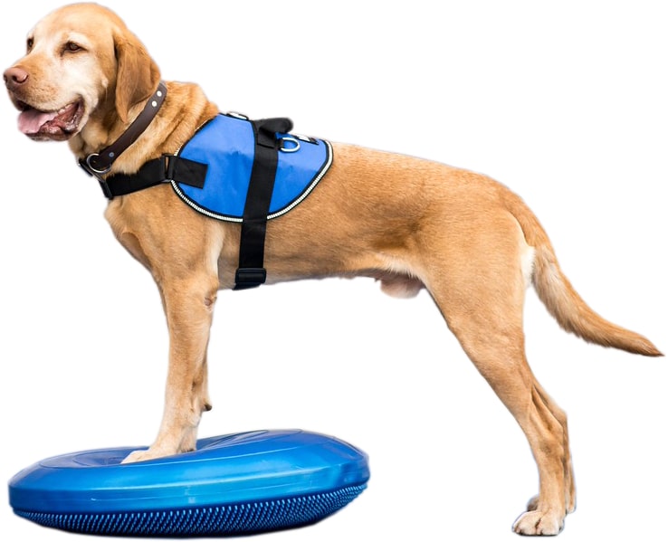 Balance Disc