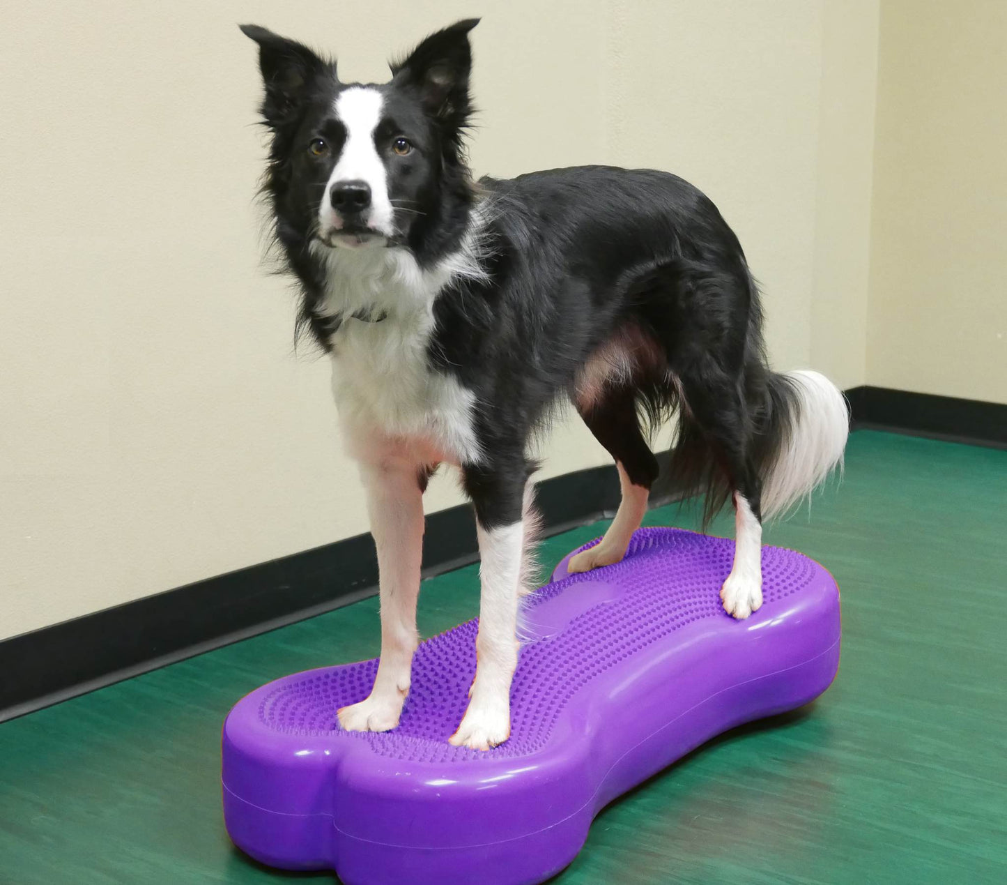 Giant K9FITbone