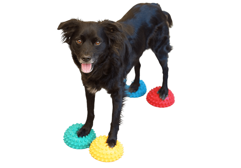 Paw Pods