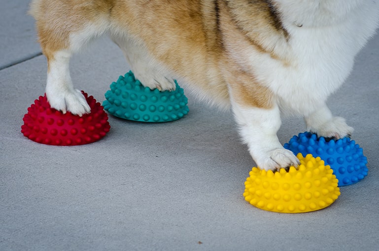 Paw Pods
