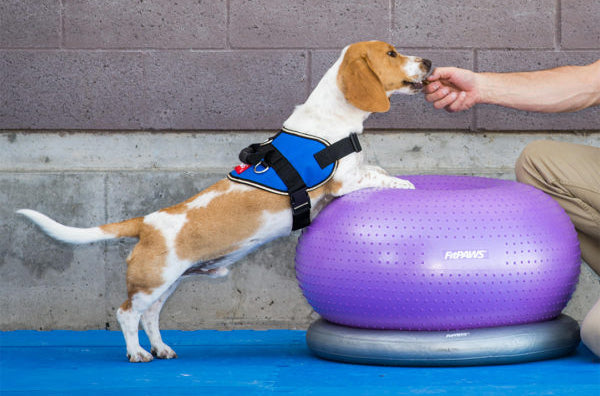 FitPAWS Trax Donut