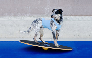 Wobble Board