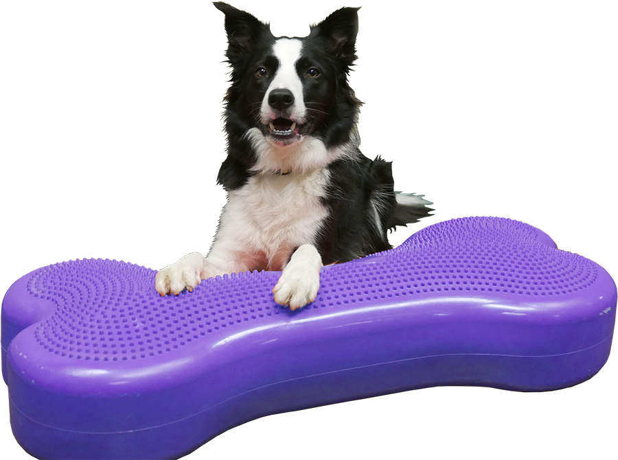 Giant K9FITbone