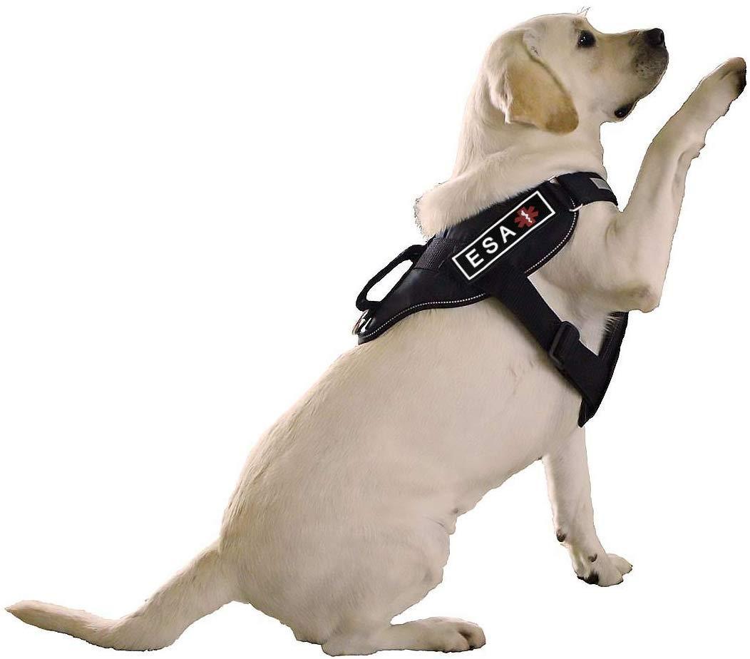 Dogline Rubber Removable Patches