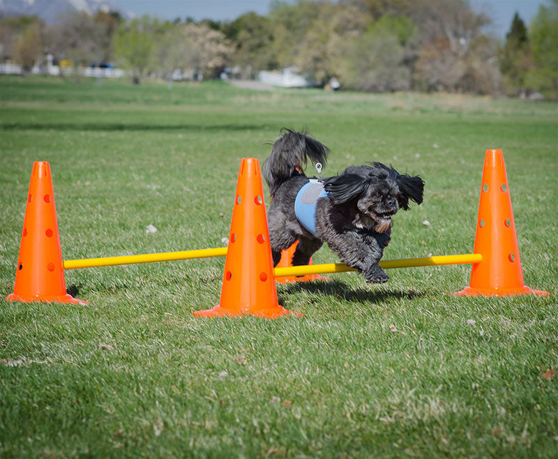 FitPAWS Hurlde Set 4 Jumps