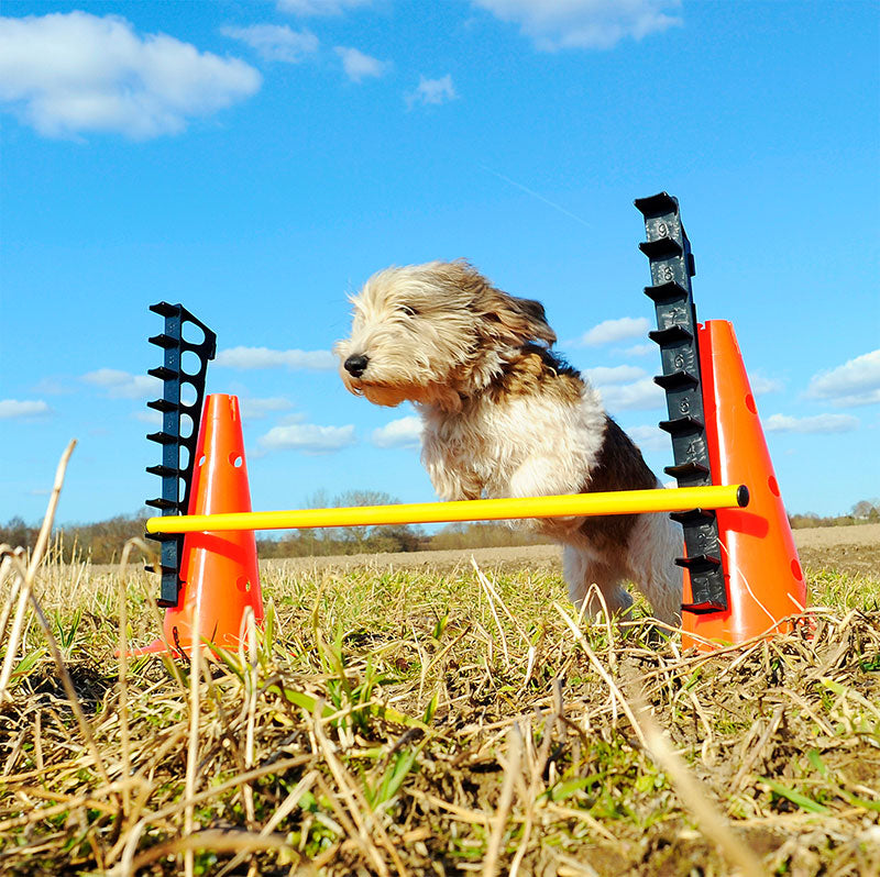 FitPAWS Hurlde Set 4 Jumps