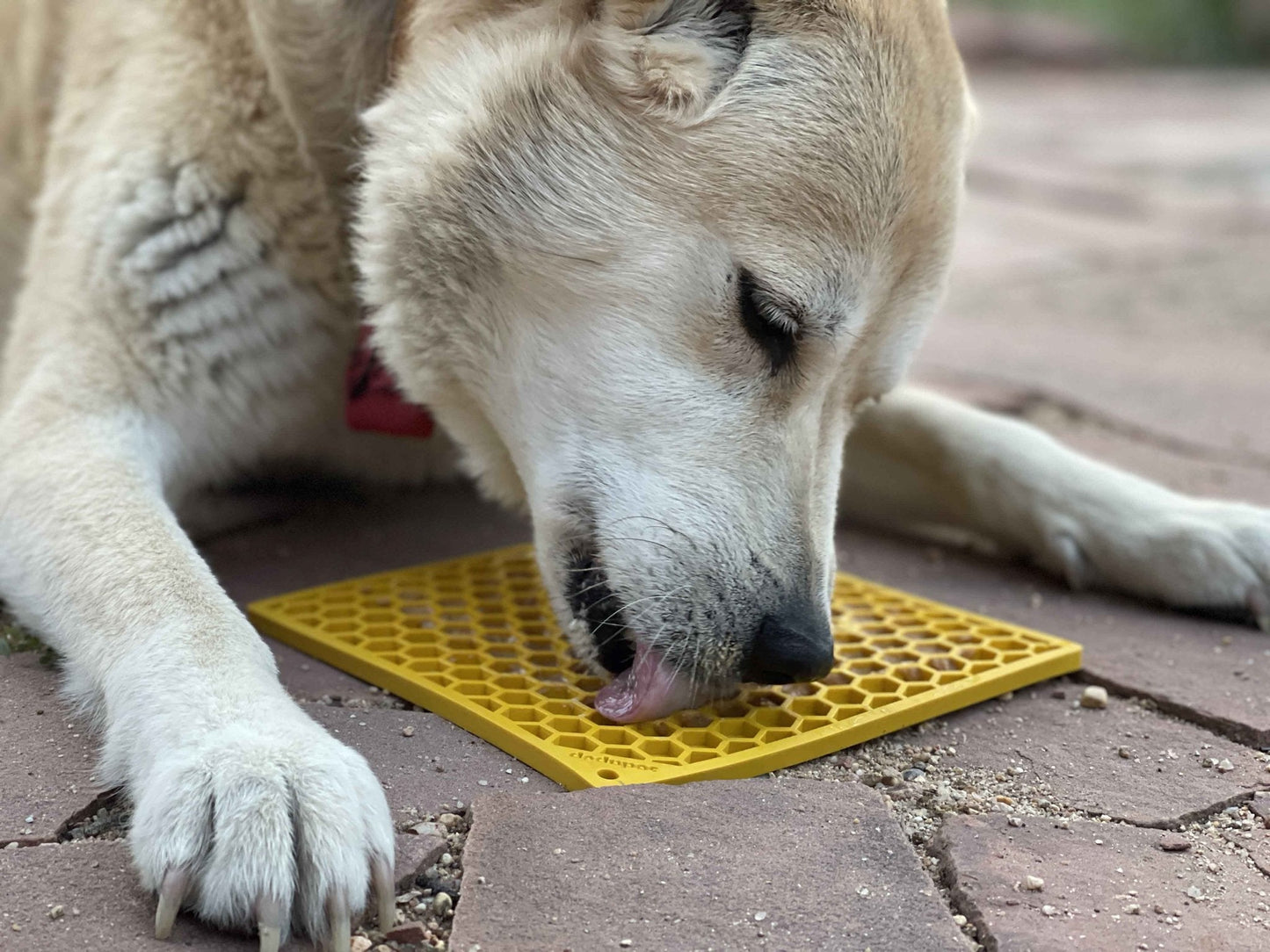 SodaPup Honeycomb Lick Mat