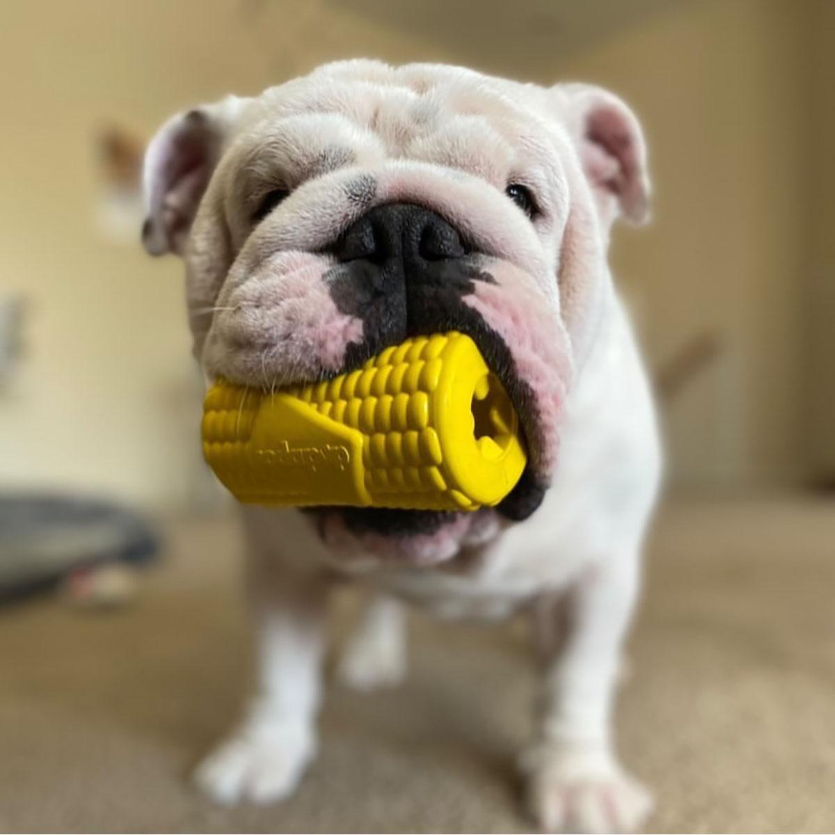 Corn Treat Dispenser Toy