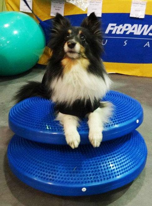 Balance Disc