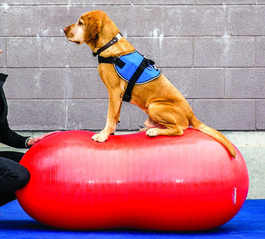FitPAWS TRAX Peanut