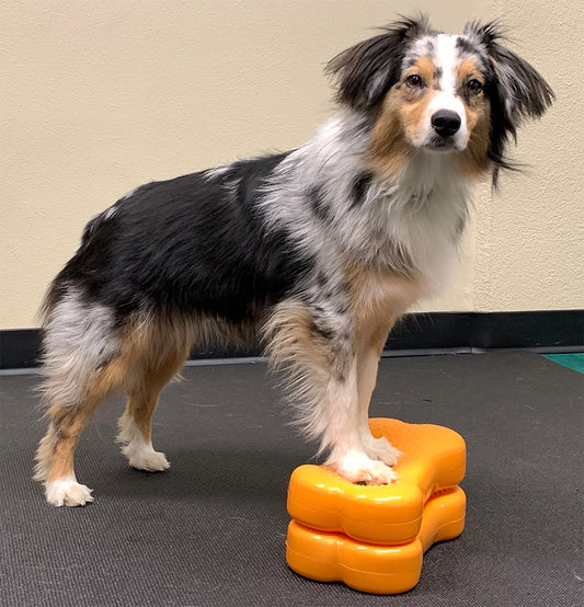 FitPAWS Mini K9FITbone