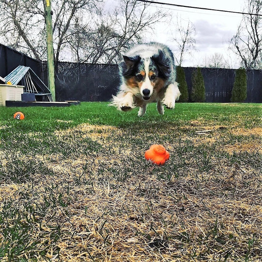 SodaPup Crazy Bounce Ball